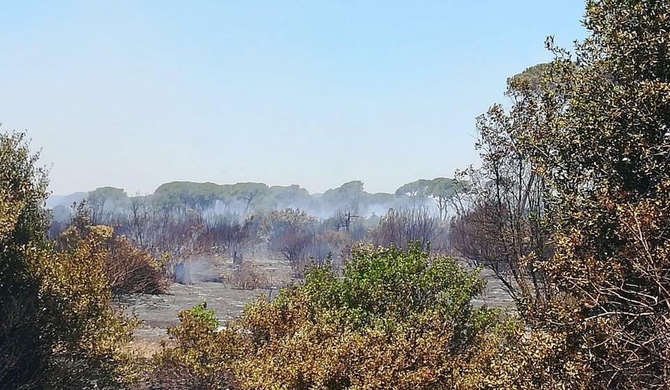 Le prime immagini del dopo incendio che ha devastato la pineta di Castelfusano a Ostia